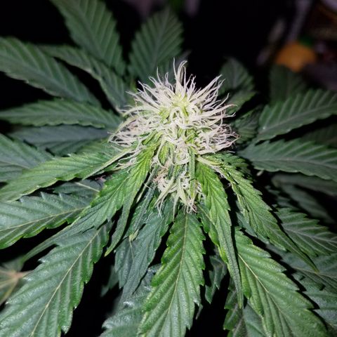 Meph Bag growlog timeline photo