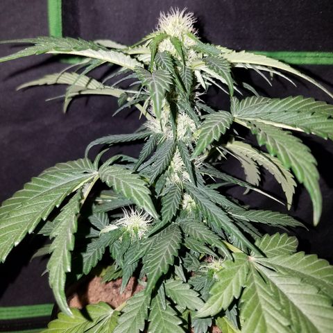 Meph Bag growlog timeline photo