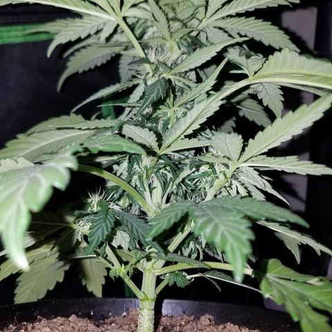 Meph Bag growlog timeline photo