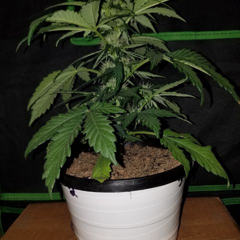 Meph Bag growlog timeline photo