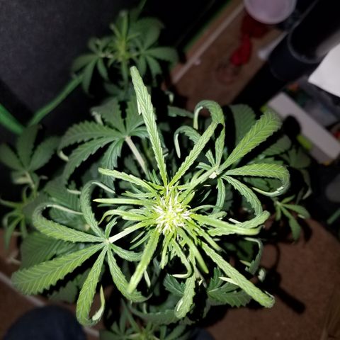 Super Orange Haze  growlog timeline photo