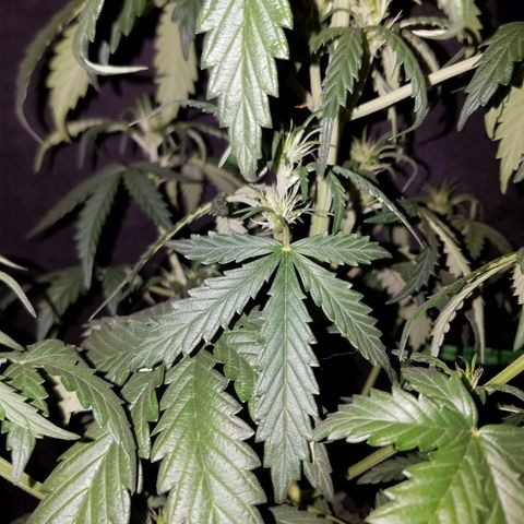 Super Orange Haze  growlog timeline photo