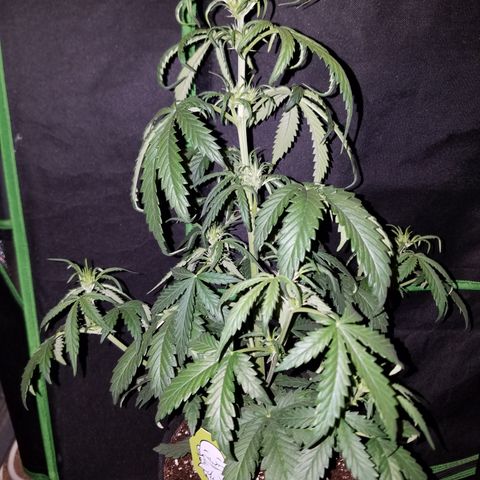 Super Orange Haze  growlog timeline photo