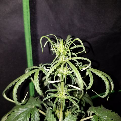 Super Orange Haze  growlog timeline photo