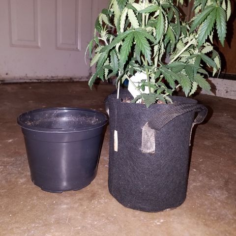 Super Orange Haze  growlog timeline photo