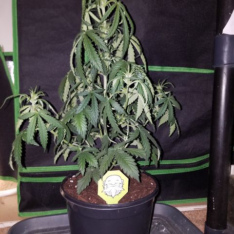 Super Orange Haze  growlog timeline photo