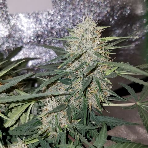 Blood Bananas growlog timeline photo