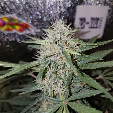 Blood Bananas growlog timeline photo