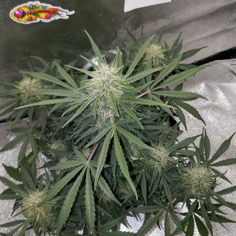 Blood Bananas growlog timeline photo