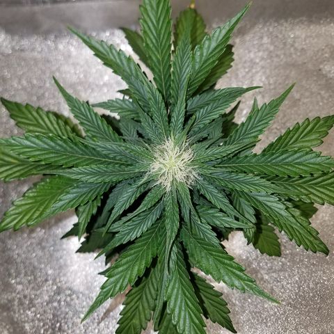 Meph Bag growlog timeline photo