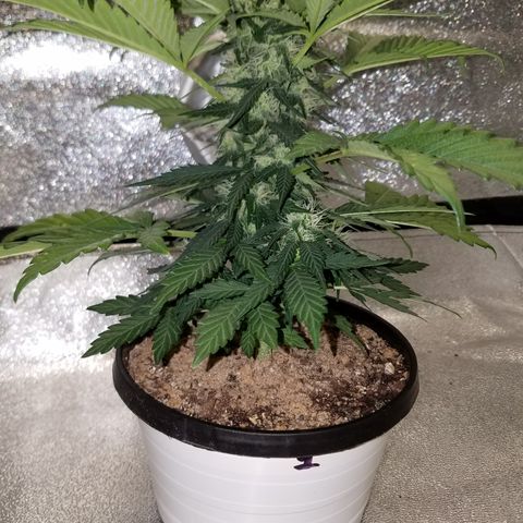 Meph Bag growlog timeline photo