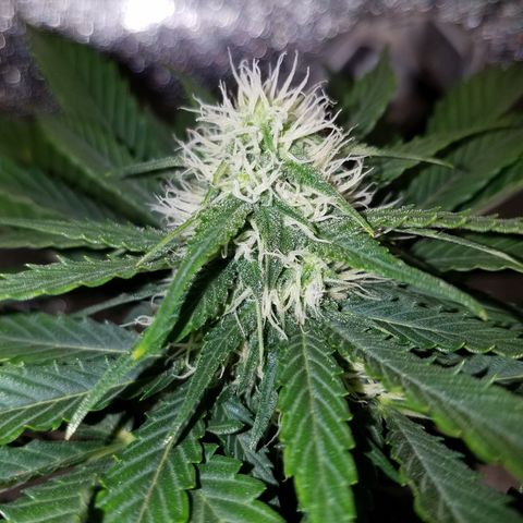 Meph Bag growlog timeline photo