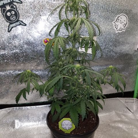 Super Orange Haze  growlog timeline photo
