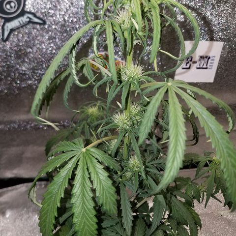 Super Orange Haze  growlog timeline photo