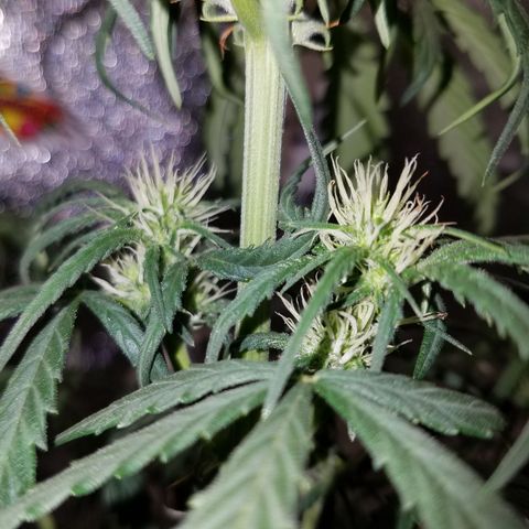 Super Orange Haze  growlog timeline photo