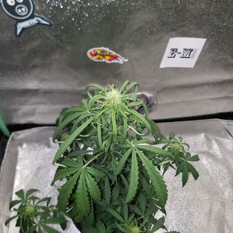 Super Orange Haze  growlog timeline photo
