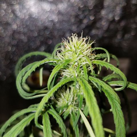 Super Orange Haze  growlog timeline photo