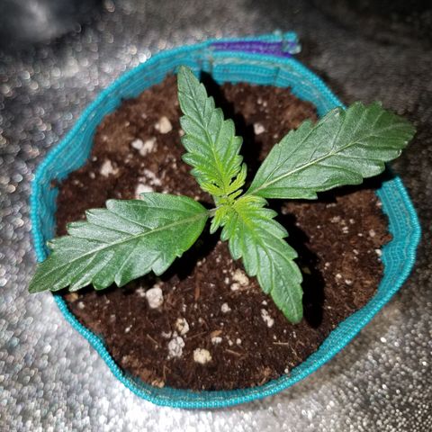 Auto Gelat.OG growlog timeline photo