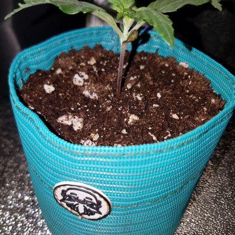 Auto Gelat.OG growlog timeline photo