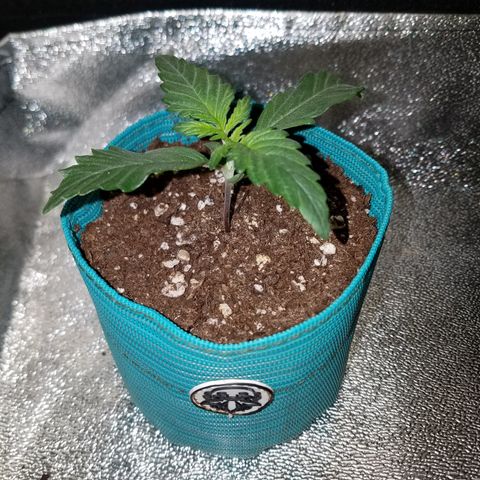 Auto Gelat.OG growlog timeline photo