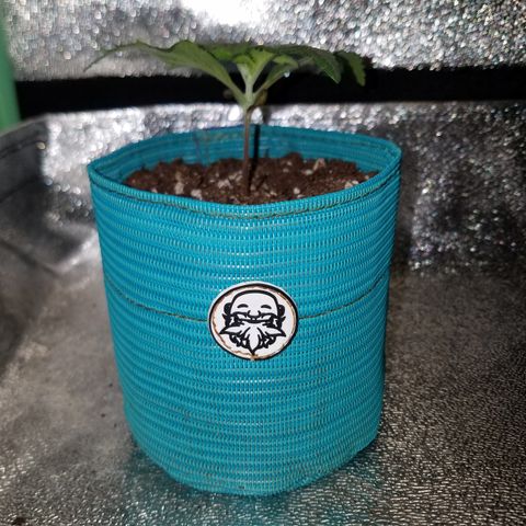 Auto Gelat.OG growlog timeline photo