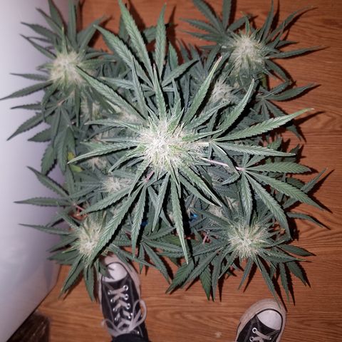 Blood Bananas growlog timeline photo