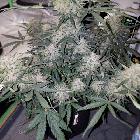 Blood Bananas growlog timeline photo