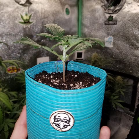 Auto Gelat.OG growlog timeline photo