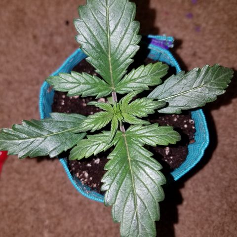 Auto Gelat.OG growlog timeline photo