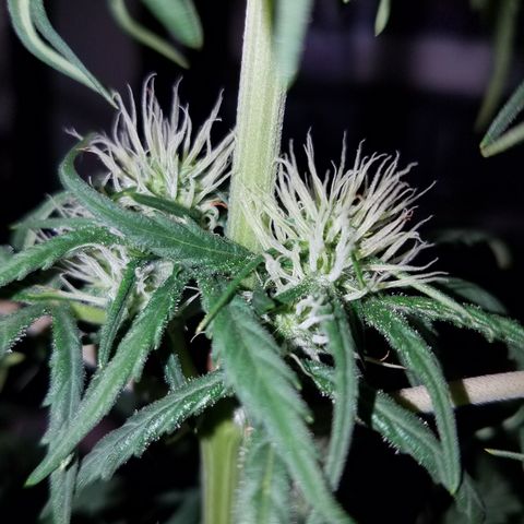Super Orange Haze  growlog timeline photo