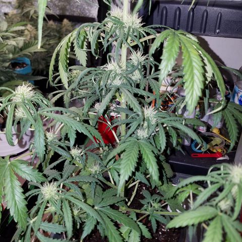 Super Orange Haze  growlog timeline photo
