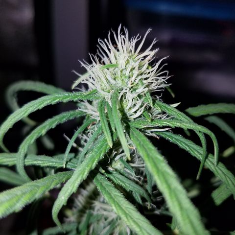 Super Orange Haze  growlog timeline photo