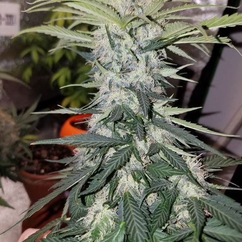 Meph Bag growlog timeline photo