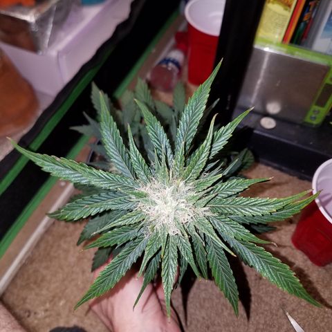 Meph Bag growlog timeline photo
