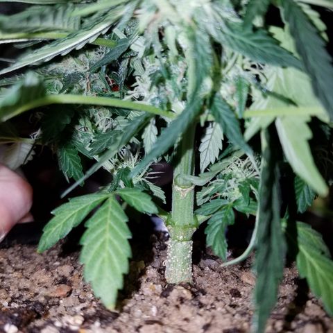 Meph Bag growlog timeline photo