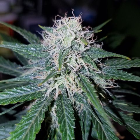 Meph Bag growlog timeline photo