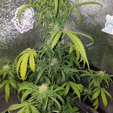 Super Orange Haze  growlog timeline photo