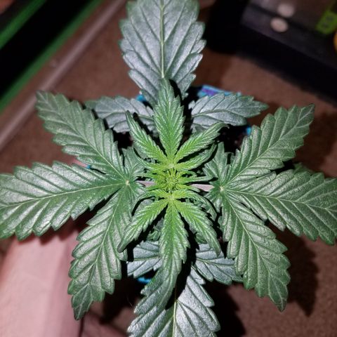 Auto Gelat.OG growlog timeline photo