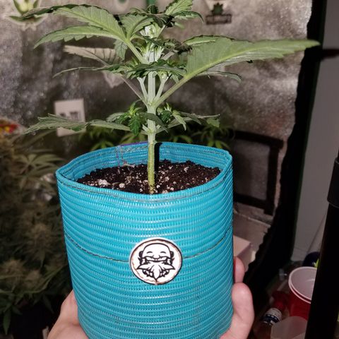 Auto Gelat.OG growlog timeline photo