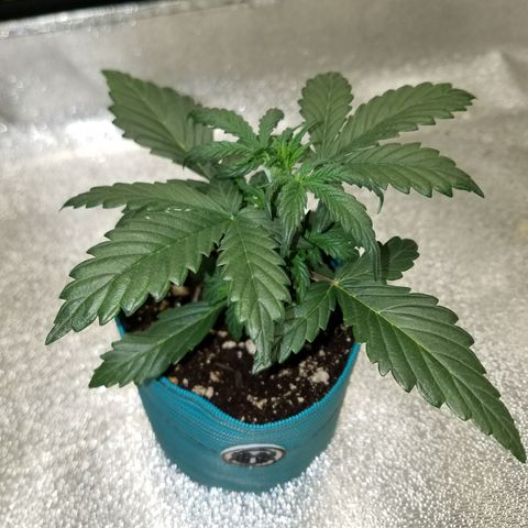 Auto Gelat.OG growlog timeline photo
