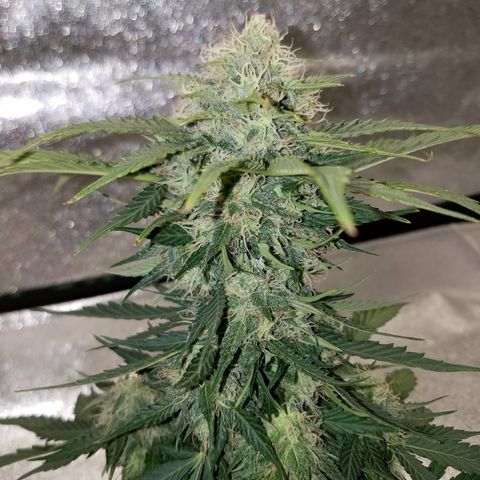 Meph Bag growlog timeline photo