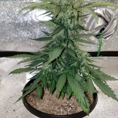 Meph Bag growlog timeline photo