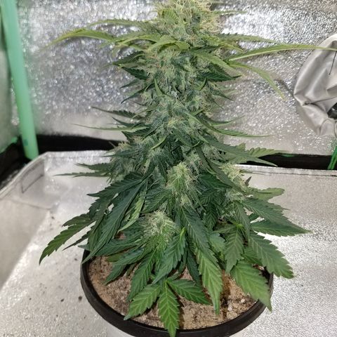 Meph Bag growlog timeline photo