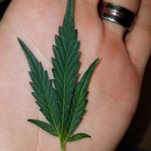 Meph Bag growlog timeline photo