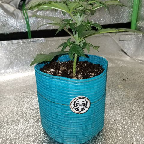 Auto Gelat.OG growlog timeline photo