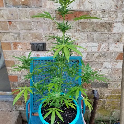 Sherbert Cookies  growlog timeline photo
