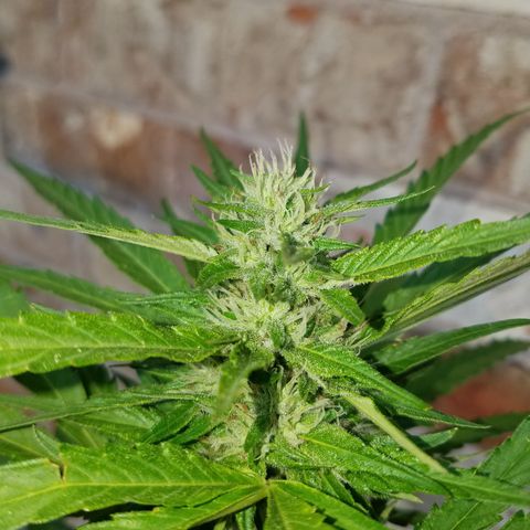 Sherbert Cookies  growlog timeline photo