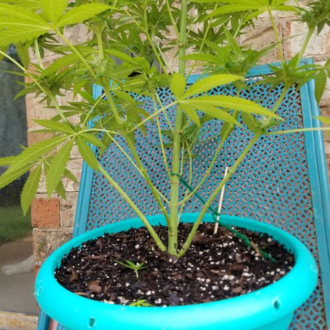 Sherbert Cookies  growlog timeline photo