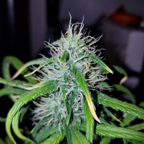 Super Orange Haze  growlog timeline photo