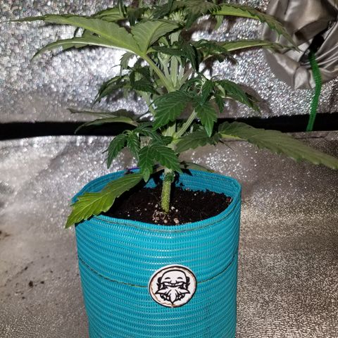 Auto Gelat.OG growlog timeline photo